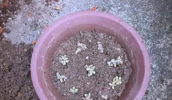 三七的养殖方法及技巧（种植三七，让财富不断涌现）