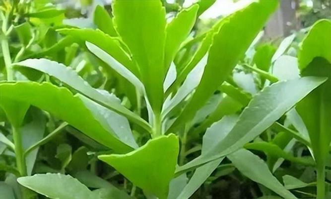 三七的养殖方法及技巧（种植三七，让财富不断涌现）