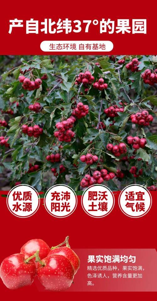 山楂树药用大全（探究山楂树的药用价值，让你学会如何利用山楂树治疗各种疾病）