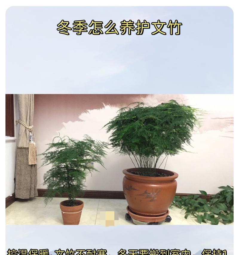 文竹在冬天的栽种及养护（如何让文竹在寒冷的冬季生长茂盛？）