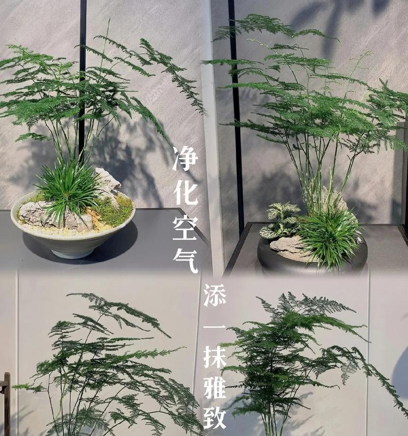 文竹在冬天的栽种及养护（如何让文竹在寒冷的冬季生长茂盛？）