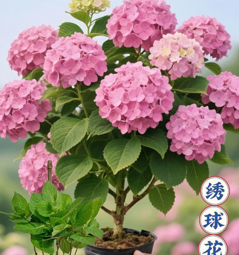 让家里充满生机——种植绣球花（打造花园乐园，让心情更愉悦）