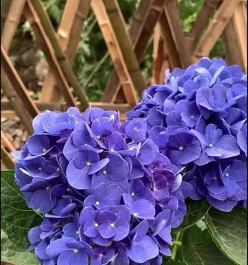 让家里充满生机——种植绣球花（打造花园乐园，让心情更愉悦）