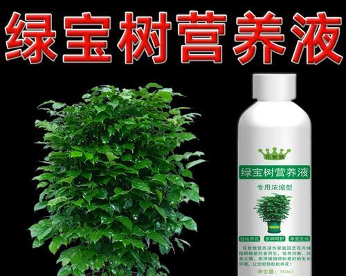 绿宝树叶尖发黄原因及解决方法（绿宝树叶尖变黄，该怎么办？）