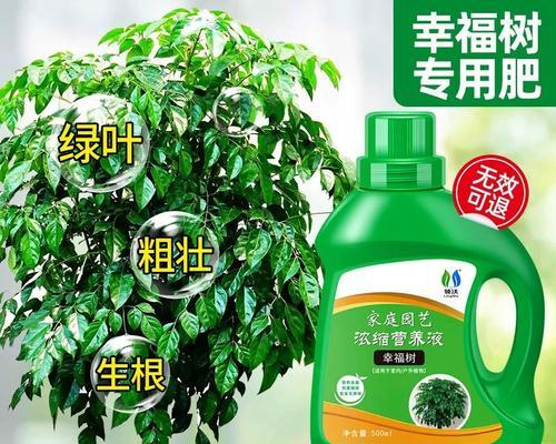 绿宝树叶尖发黄原因及解决方法（绿宝树叶尖变黄，该怎么办？）