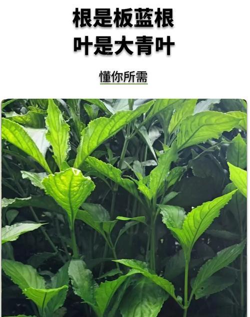 板蓝根（解密板蓝根的生命周期及药用价值）