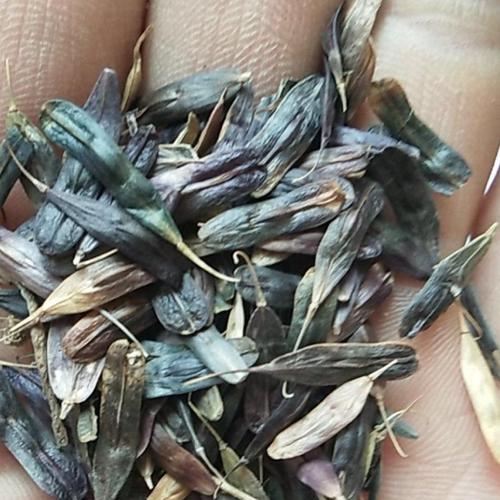 板蓝根（解密板蓝根的生命周期及药用价值）