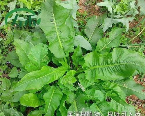 板蓝根（解密板蓝根的生命周期及药用价值）