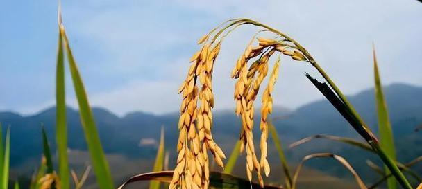 探秘嘉禾——中药中的“魔芋”（嘉禾的科学分类与药用功效）
