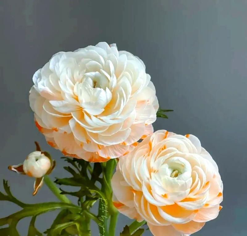 洋牡丹花语与寓意（寓意深远的“国色天香”花开富贵百年）