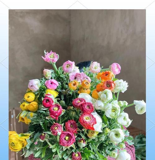 洋牡丹花语与寓意（寓意深远的“国色天香”花开富贵百年）