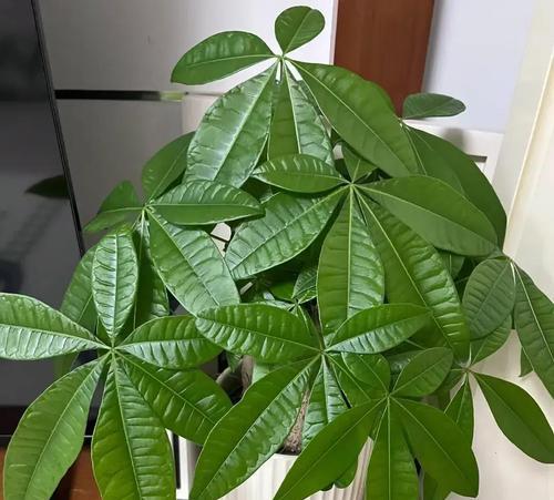 室内发财树的养护方法（如何让发财树在室内茁壮成长？）