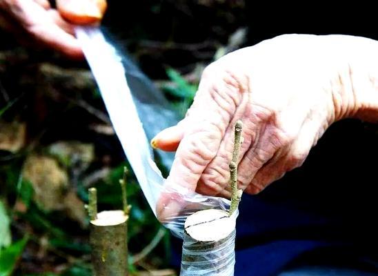 梨树扦插最佳时间剖析（打造健康梨树的有效方式）