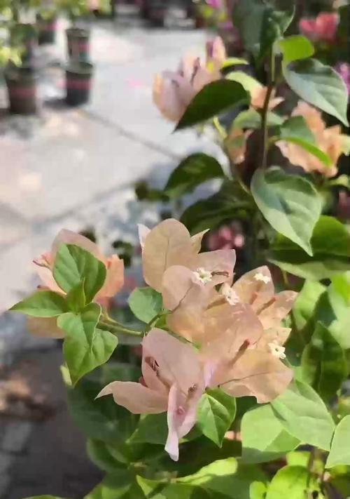 探究吊兰的光照需求（喜阳还是喜阴？解读吊兰的阳光观）