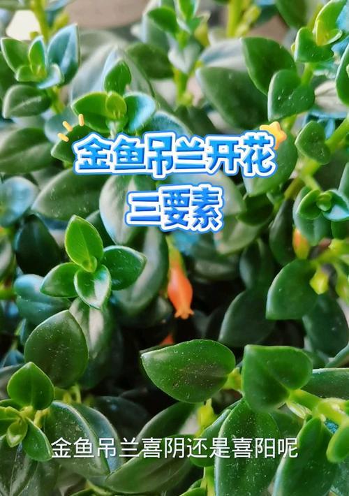 探究吊兰的光照需求（喜阳还是喜阴？解读吊兰的阳光观）