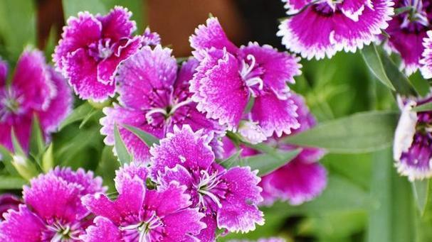 石竹花的冬日奇迹（探秘石竹花的冬季开花现象，解密其“不按常理出牌”的生命力）