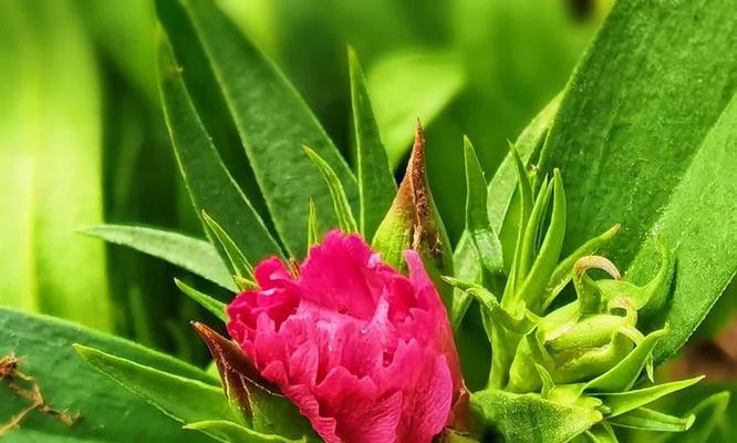石竹花的冬日奇迹（探秘石竹花的冬季开花现象，解密其“不按常理出牌”的生命力）