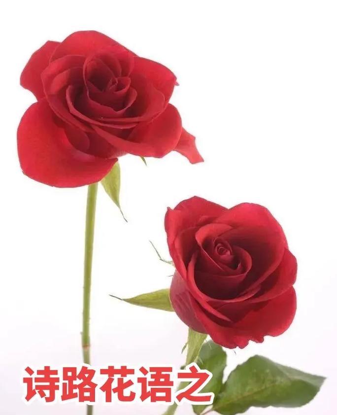 32朵玫瑰花的花语传递何种情感？（探寻32朵玫瑰花所代表的含义及象征性）