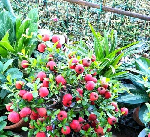 探究湖南山楂树的种植情况（种植技巧、产业前景与市场需求）