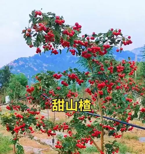 探究湖南山楂树的种植情况（种植技巧、产业前景与市场需求）