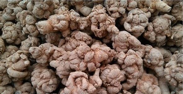 三七收获季节的喜与忧（探寻三七种植中的独特之处，揭秘三七收获时的烦恼和期盼）