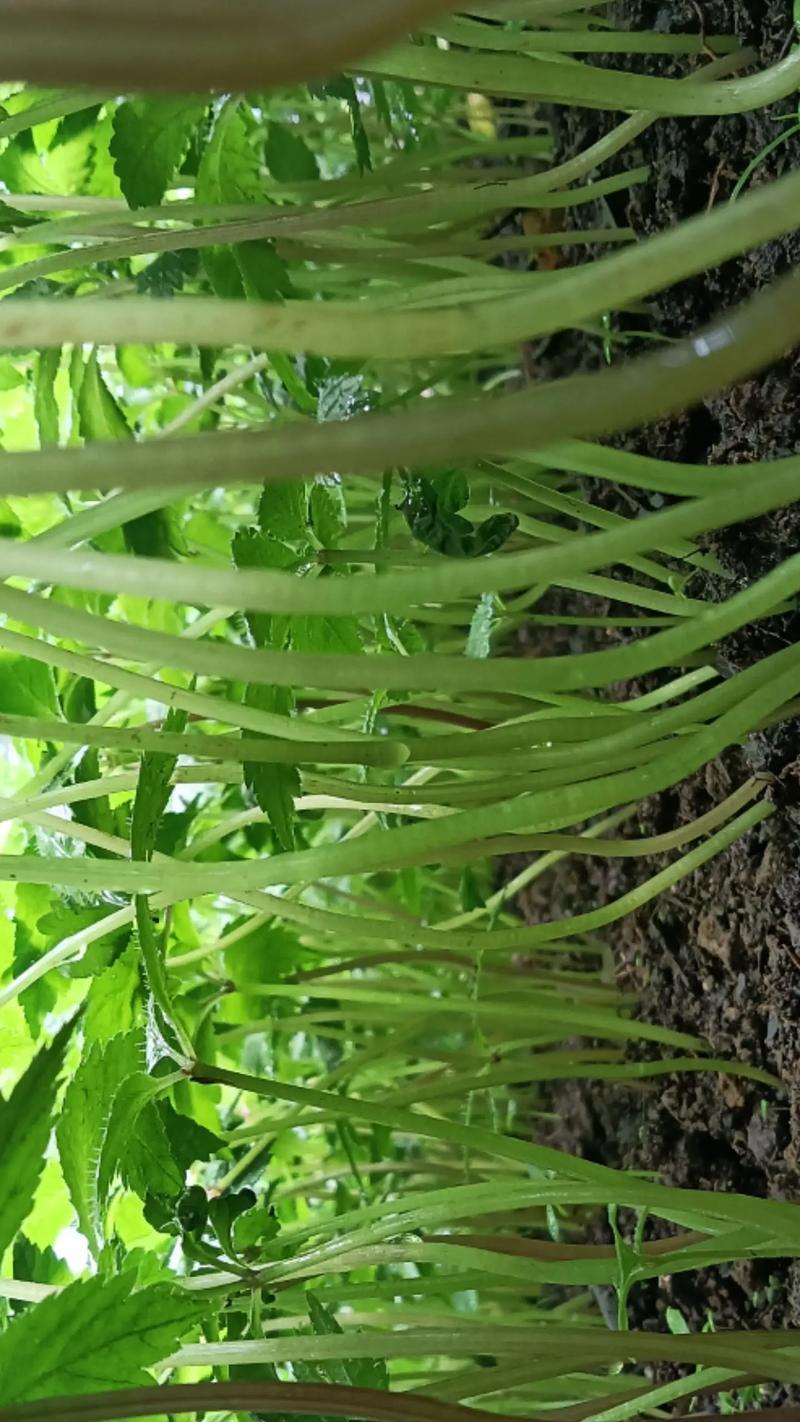 三七收获季节的喜与忧（探寻三七种植中的独特之处，揭秘三七收获时的烦恼和期盼）