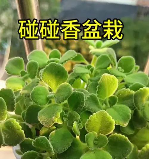碰碰香开花的养殖技巧（掌握这些方法，让你的碰碰香长势喜人）