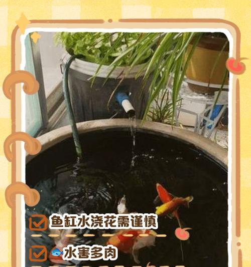 养鱼水可以浇多肉吗？为你解答！（探究养鱼水对多肉生长的影响，水质管理要点）