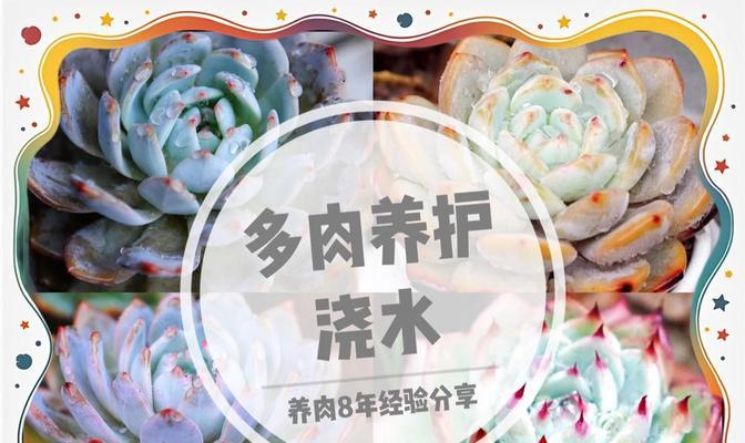 养鱼水可以浇多肉吗？为你解答！（探究养鱼水对多肉生长的影响，水质管理要点）