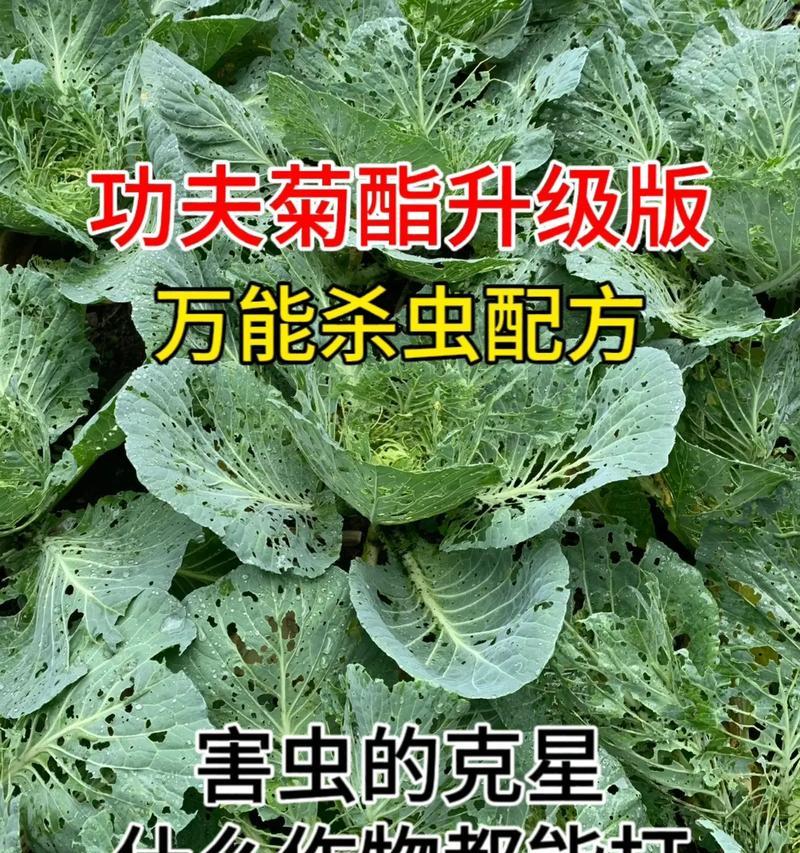 小白菜病虫害防治（有效技术措施与实用方法）