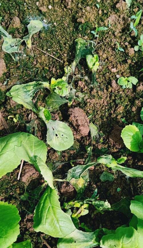 小白菜病虫害防治（有效技术措施与实用方法）