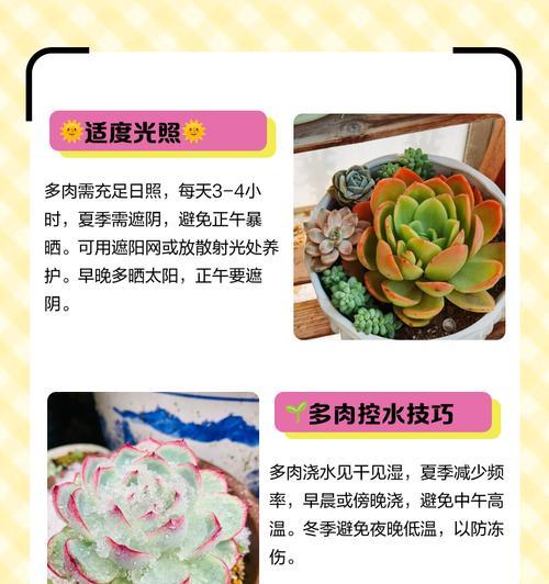 如何正确养护多肉蓝光（多肉蓝光生长注意事项）