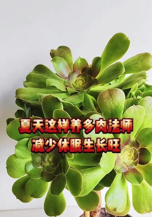 如何正确养护多肉蓝光（多肉蓝光生长注意事项）