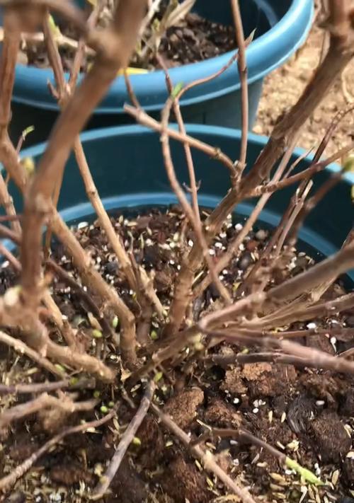 绣球换土的时间和方法（如何让你的绣球长得更加茂盛）