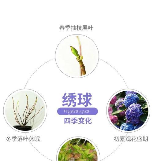 绣球换土的时间和方法（如何让你的绣球长得更加茂盛）