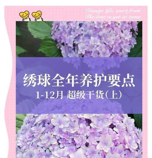 绣球换土的时间和方法（如何让你的绣球长得更加茂盛）