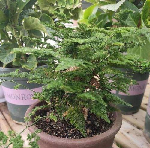 文竹适宜生长的温度是多少度？（了解文竹生长的温度要点，让您的植物茁壮成长）