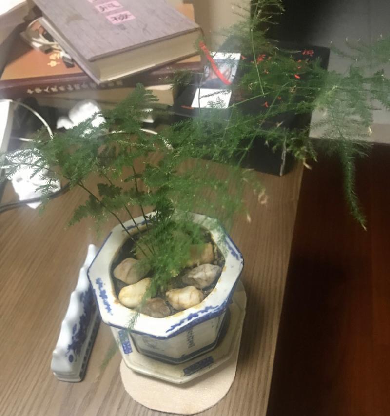 文竹适宜生长的温度是多少度？（了解文竹生长的温度要点，让您的植物茁壮成长）