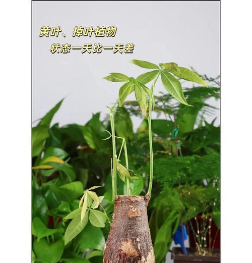 发财树叶子下垂的原因及解决方法（养护发财树叶子下垂，从这些方面入手）