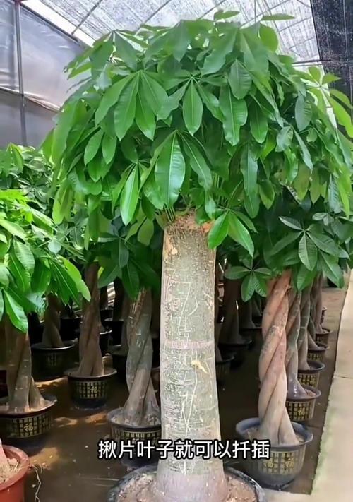 发财树叶子下垂的原因及解决方法（养护发财树叶子下垂，从这些方面入手）