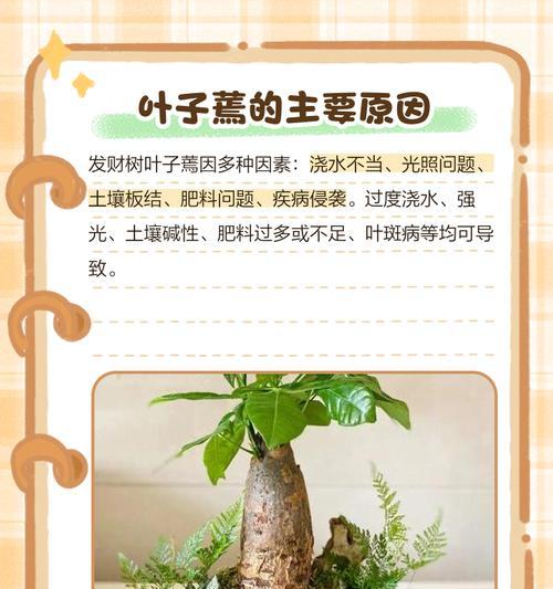 发财树叶子下垂的原因及解决方法（养护发财树叶子下垂，从这些方面入手）