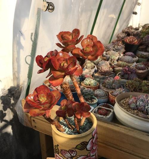 小蓝衣可以叶插吗？（探讨小蓝衣叶插的可行性）