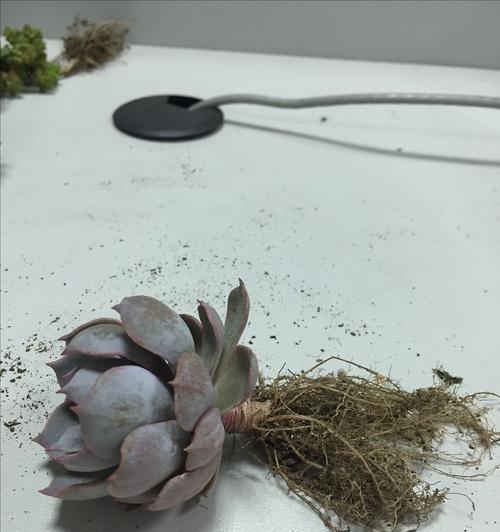 小蓝衣可以叶插吗？（探讨小蓝衣叶插的可行性）