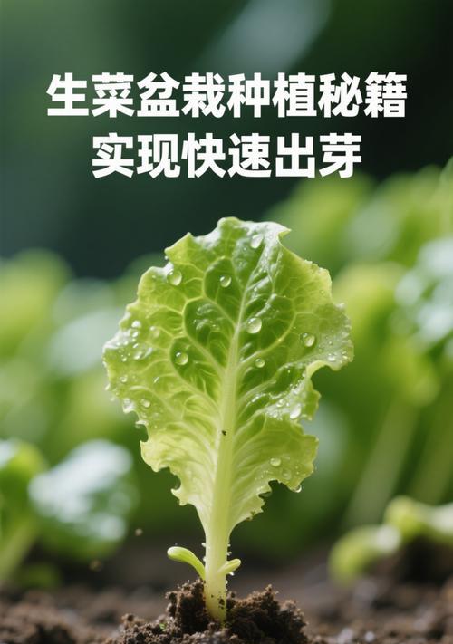 球生菜种植全攻略（时间、方法、技巧一网打尽）