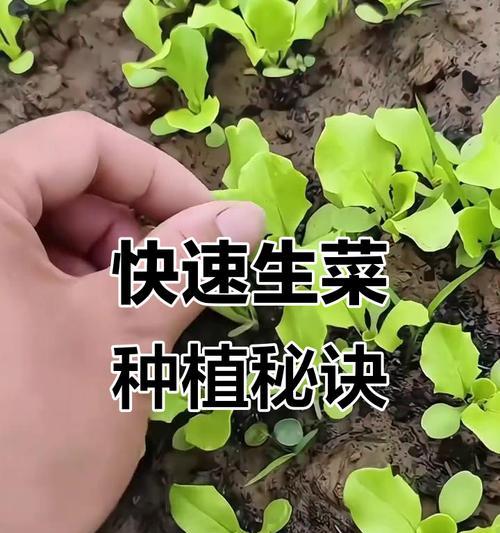 球生菜种植全攻略（时间、方法、技巧一网打尽）
