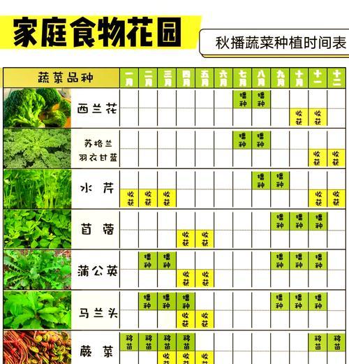 球生菜种植全攻略（时间、方法、技巧一网打尽）