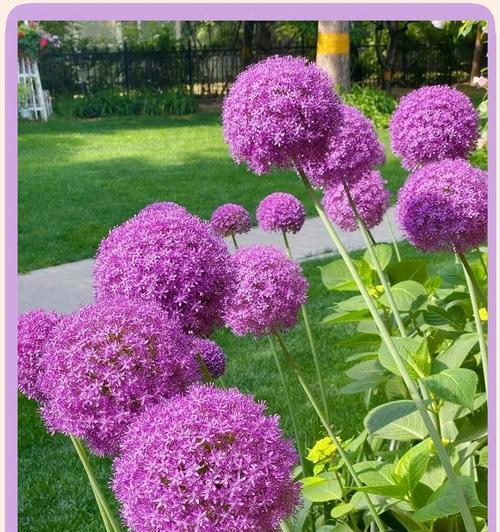 大花葱的生长习性及养护方法（多年生植物的品种特点和种植技巧）