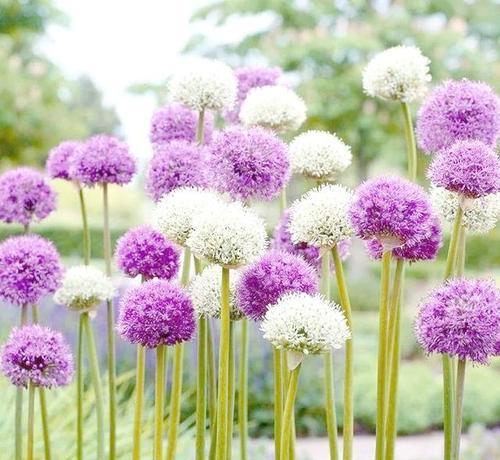 大花葱的生长习性及养护方法（多年生植物的品种特点和种植技巧）