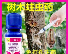 治愈桔树病害的妙方（详解桔树药物治疗、预防和保养）