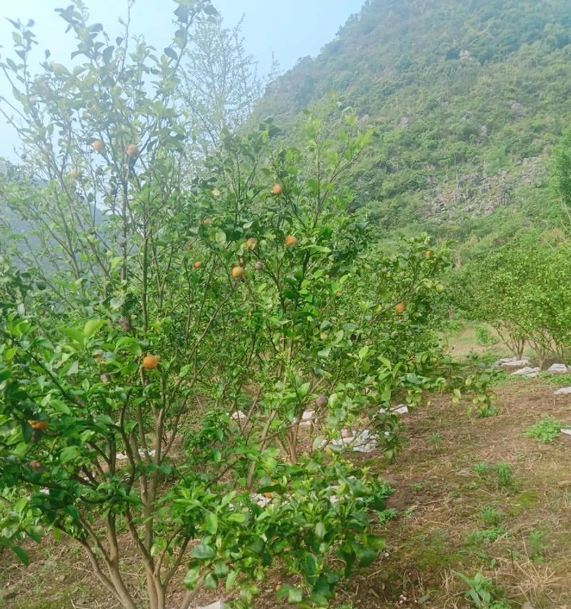 治愈桔树病害的妙方（详解桔树药物治疗、预防和保养）